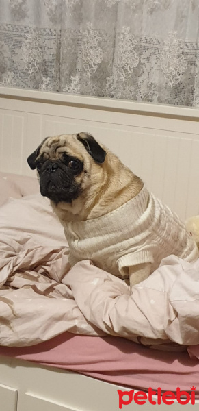 Pug, Köpek  Rıfkı fotoğrafı