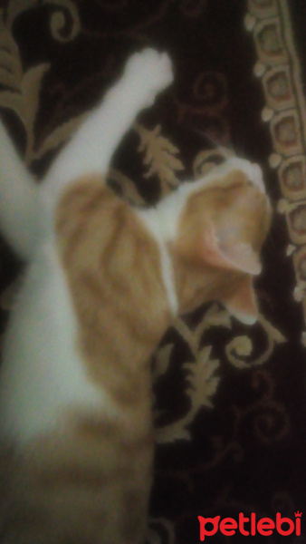 Sarman, Kedi  Güneş fotoğrafı