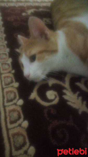 Sarman, Kedi  Güneş fotoğrafı