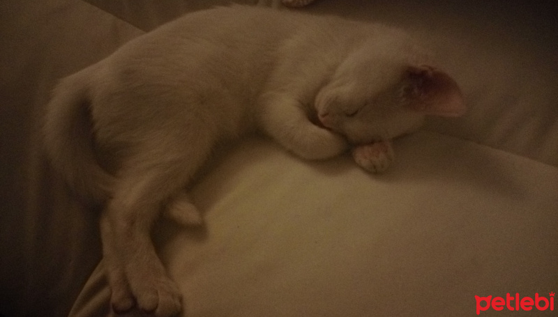Ankara Kedisi, Kedi  Deniz fotoğrafı