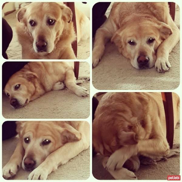 Labrador Retriever, Köpek  Hektor fotoğrafı