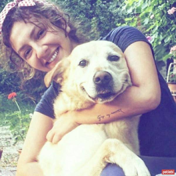 Labrador Retriever, Köpek  Hektor fotoğrafı