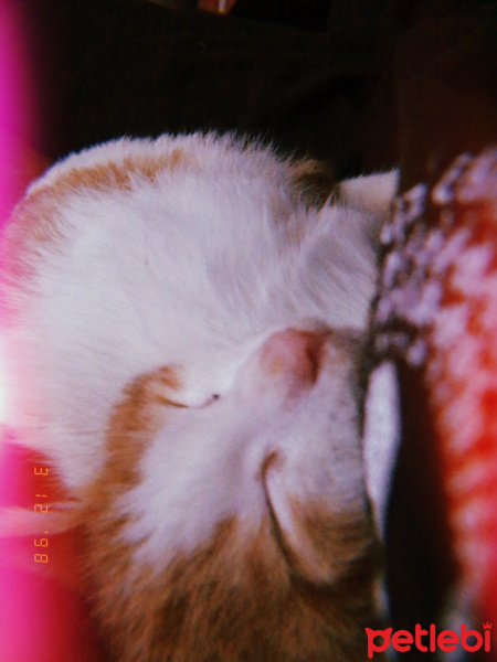 Tekir Kedi, Kedi  Hermes fotoğrafı
