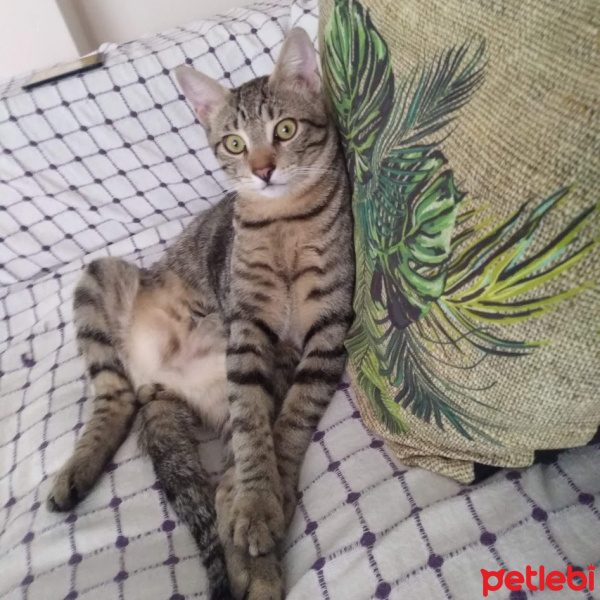Tekir Kedi, Kedi  Kekik fotoğrafı