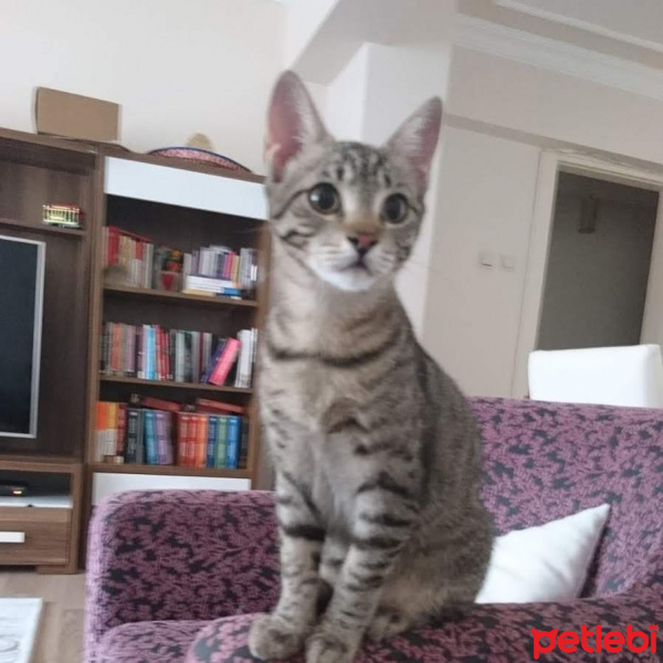 Tekir Kedi, Kedi  Kekik fotoğrafı