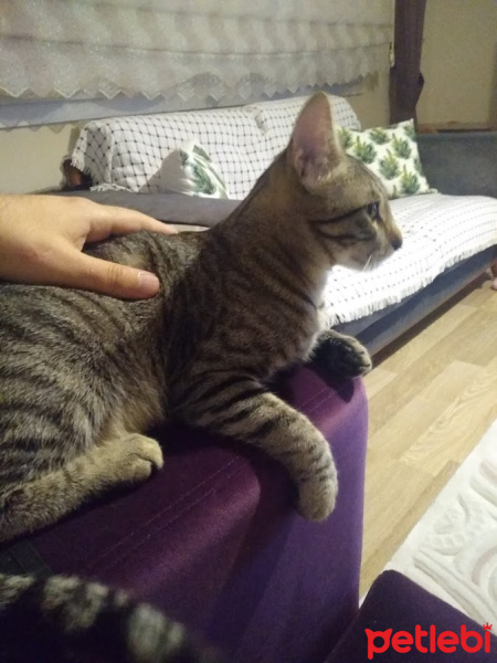 Tekir Kedi, Kedi  Kekik fotoğrafı
