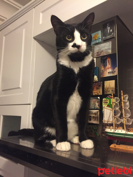 Tuxedo (Smokin) Kedi, Kedi  Papyon fotoğrafı