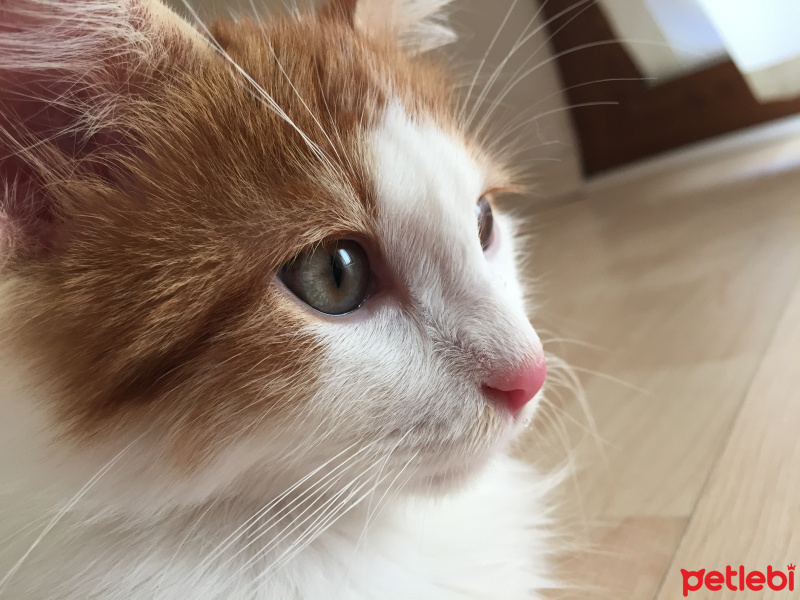 Tekir Kedi, Kedi  Yakışıklı fotoğrafı