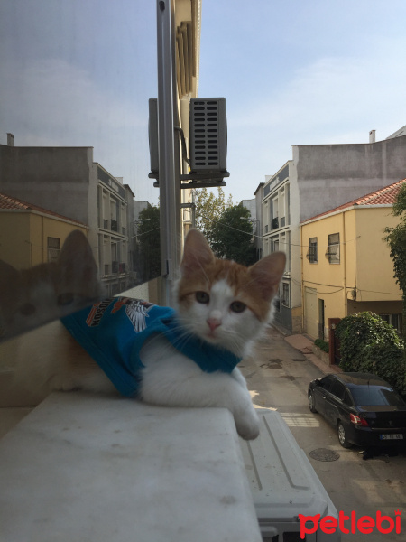 Tekir Kedi, Kedi  Yakışıklı fotoğrafı