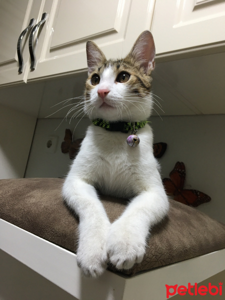 Tekir Kedi, Kedi  Onur fotoğrafı