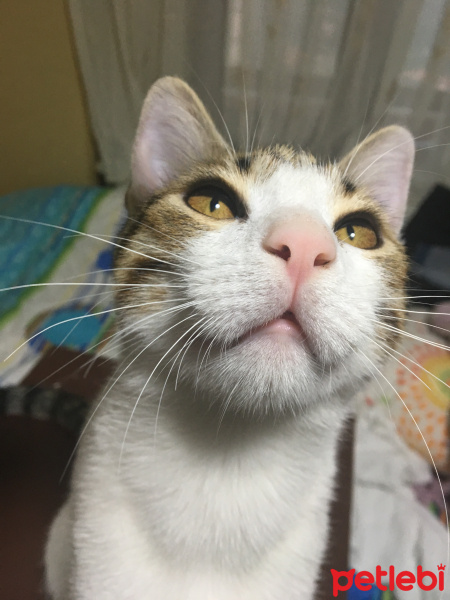 Tekir Kedi, Kedi  Onur fotoğrafı