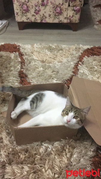 Tekir Kedi, Kedi  Onur fotoğrafı