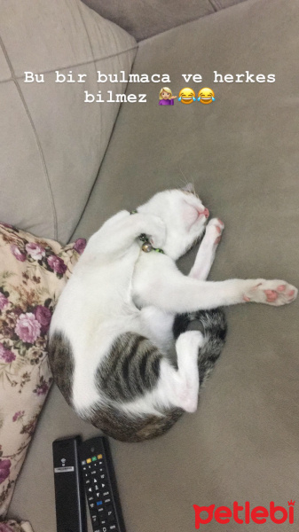 Tekir Kedi, Kedi  Onur fotoğrafı
