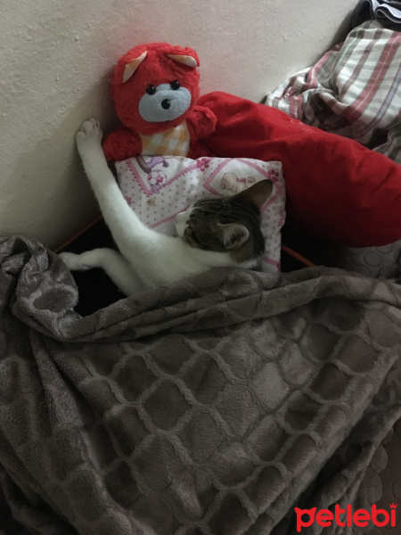 Tekir Kedi, Kedi  Onur fotoğrafı
