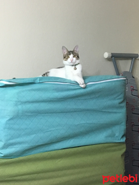 Tekir Kedi, Kedi  Onur fotoğrafı