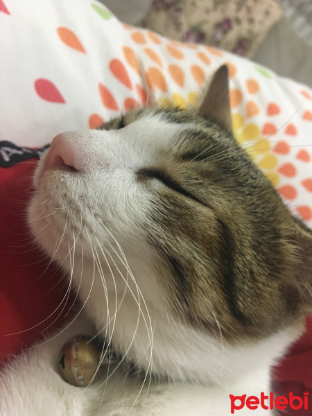 Tekir Kedi, Kedi  Onur fotoğrafı