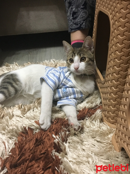 Tekir Kedi, Kedi  Onur fotoğrafı