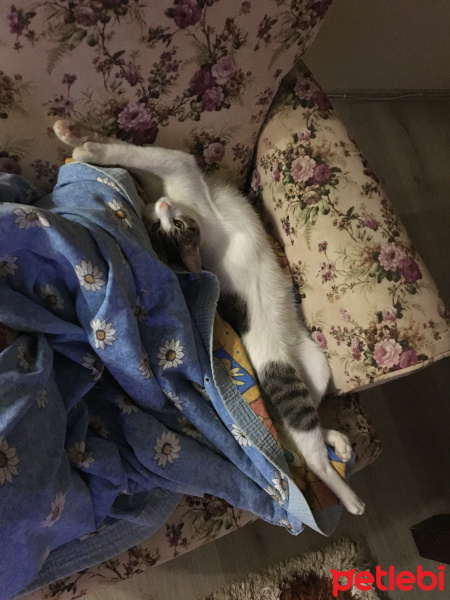 Tekir Kedi, Kedi  Onur fotoğrafı