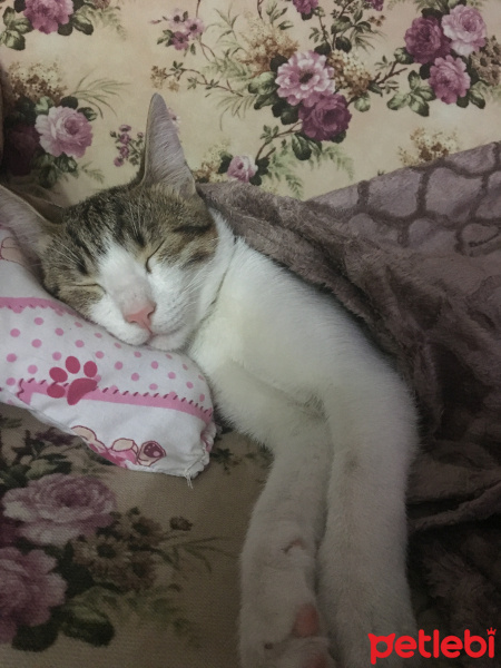 Tekir Kedi, Kedi  Onur fotoğrafı