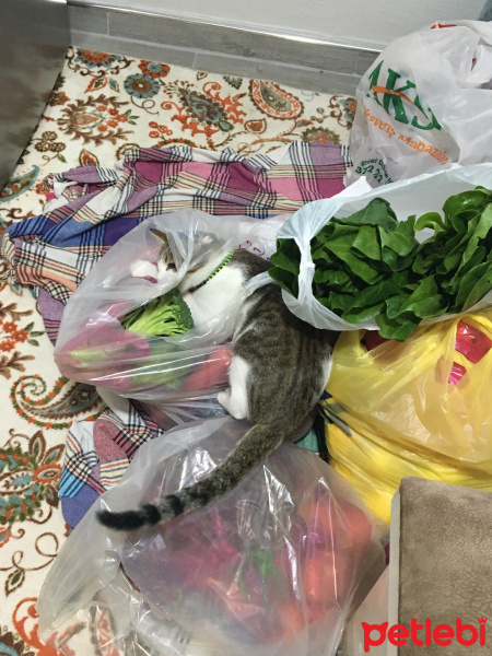 Tekir Kedi, Kedi  Onur fotoğrafı