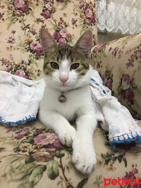 Tekir Kedi, Kedi  Onur fotoğrafı