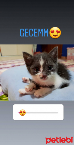 Tekir Kedi, Kedi  Gece fotoğrafı