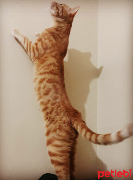 Sarman, Kedi  Behzat fotoğrafı