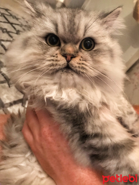 Chinchilla, Kedi  Ceku fotoğrafı