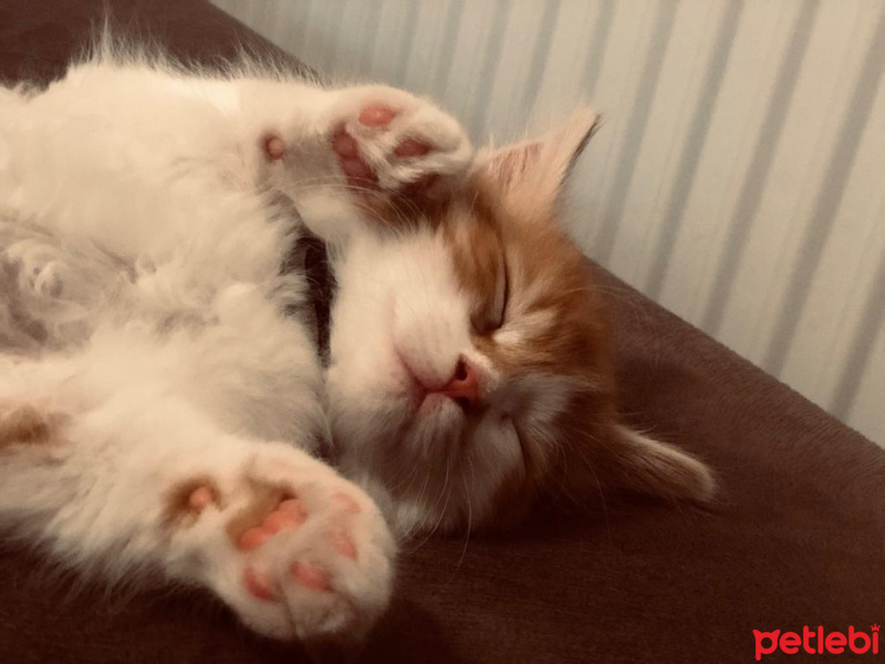 Chinchilla, Kedi  Çitos fotoğrafı