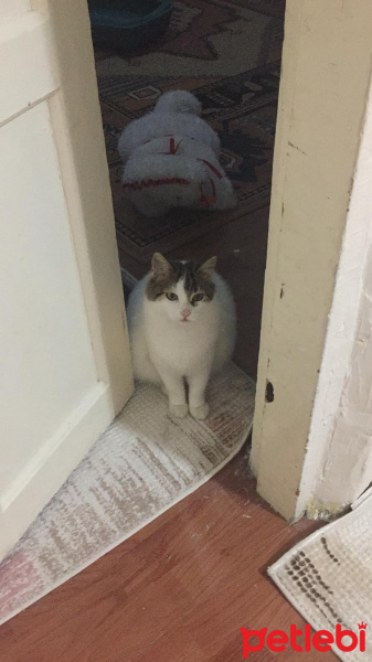 Tekir Kedi, Kedi  Şans fotoğrafı
