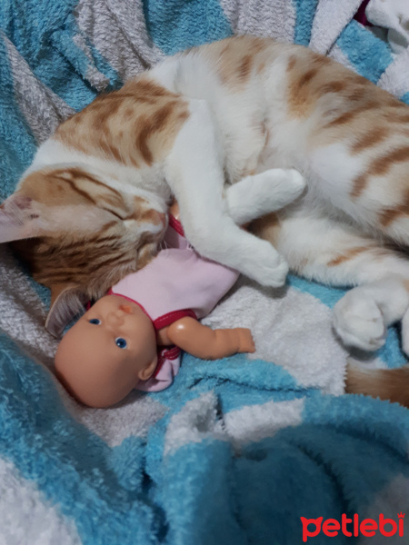 Sarman, Kedi  Erik fotoğrafı
