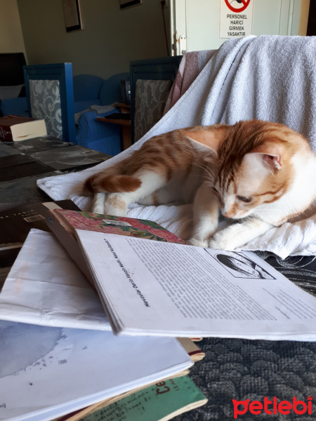 Sarman, Kedi  Erik fotoğrafı