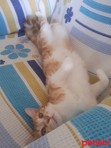 Sarman, Kedi  Erik fotoğrafı