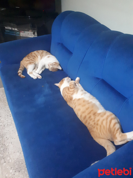 Sarman, Kedi  Erik fotoğrafı