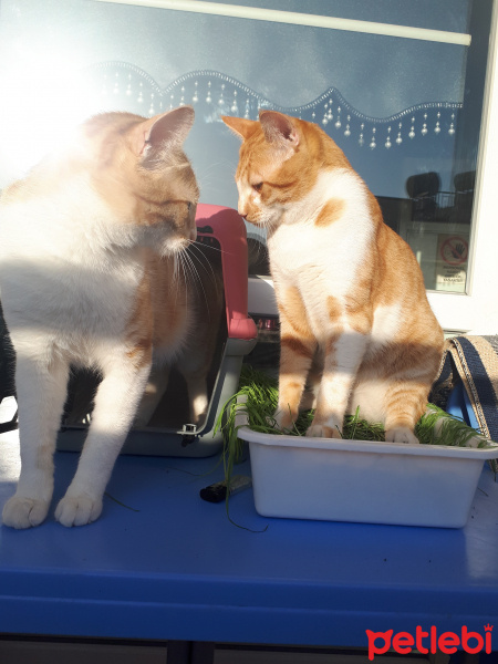 Sarman, Kedi  Erik fotoğrafı
