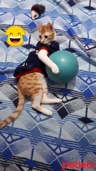 Sarman, Kedi  Erik fotoğrafı