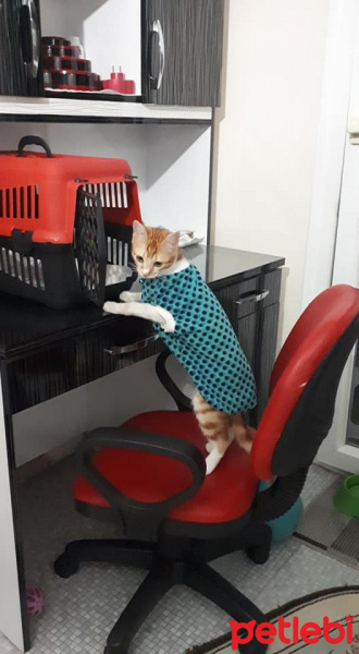 Sarman, Kedi  Erik fotoğrafı
