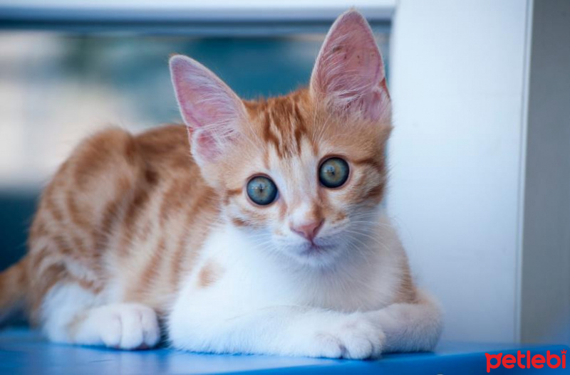 Sarman, Kedi  Erik fotoğrafı