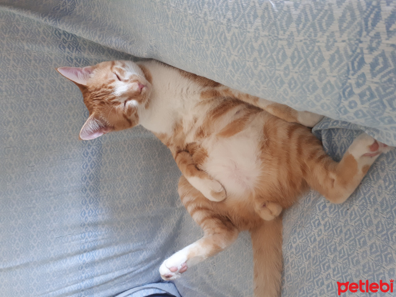 Sarman, Kedi  Erik fotoğrafı