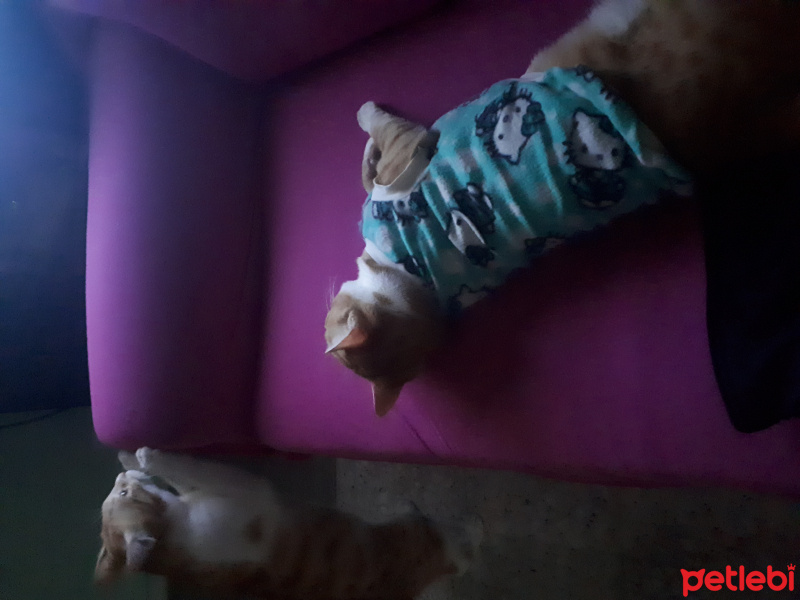 Sarman, Kedi  Erik fotoğrafı