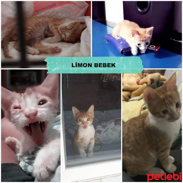 Sarman, Kedi  Limon fotoğrafı