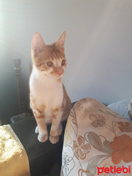 Sarman, Kedi  Limon fotoğrafı