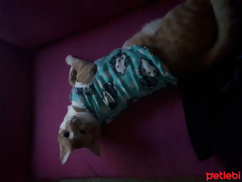 Sarman, Kedi  Limon fotoğrafı