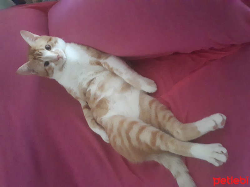 Sarman, Kedi  Limon fotoğrafı