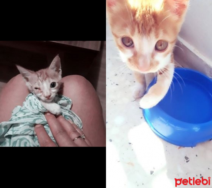 Sarman, Kedi  Limon fotoğrafı