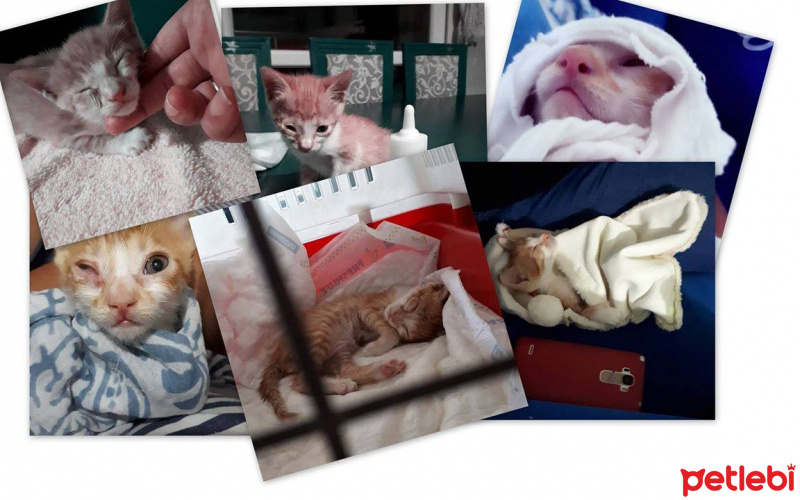 Sarman, Kedi  Limon fotoğrafı