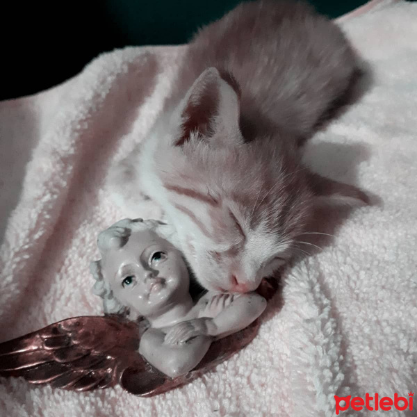 Sarman, Kedi  Limon fotoğrafı