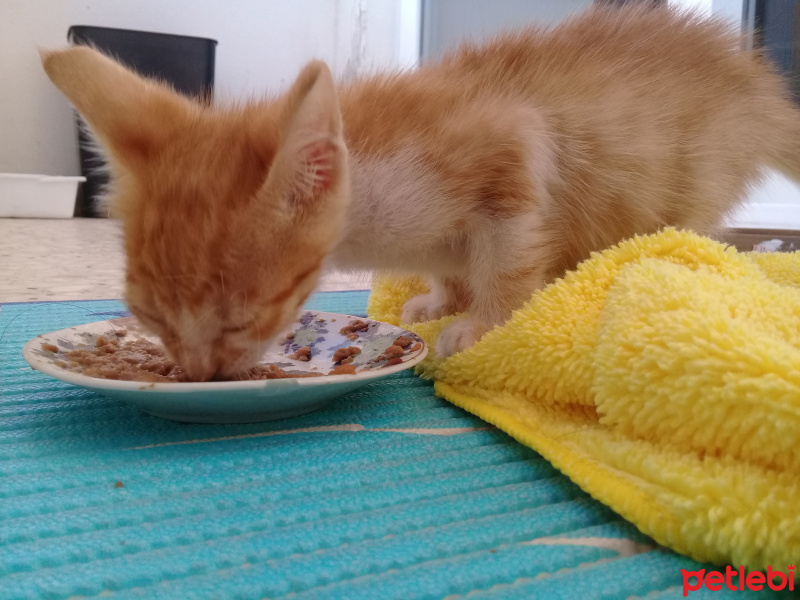 Sarman, Kedi  Limon fotoğrafı