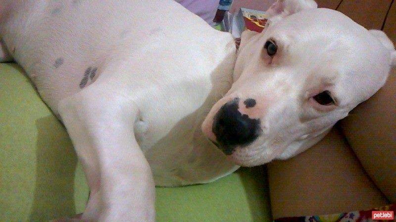 Dogo Arjantin, Köpek  Whiskey fotoğrafı
