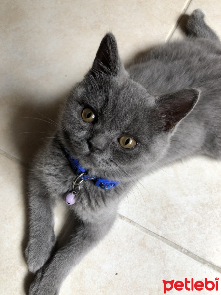 British Shorthair, Kedi  Lila fotoğrafı